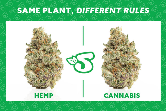 Hemp Verses Cannabis What’s the Difference? – Sugarleaf
