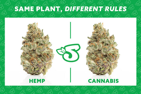 Hemp Verses Cannabis What’s the Difference?
